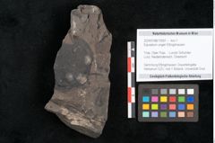 Foto (Objekt + Etikett) von Equisetum ungeri Ettingshausen (NHMW-GEO-2024-0188-10561)
